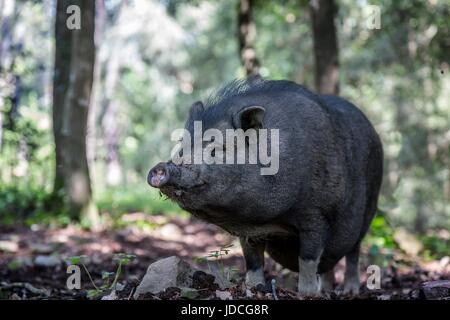 Pot bellied portrait cochon vietnamien Banque D'Images