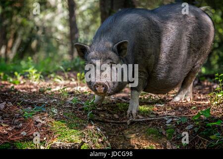 Pot bellied portrait cochon vietnamien Banque D'Images