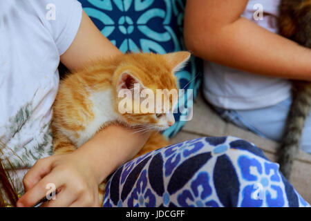 Chaton nouveau-né dans la main de la jeune fille. Naissance d'un bébé chat. Kitty rouge en mains. Mignon bébé chat fermer photo. Lovely kitty dormir dans les mains. Sweet baby cat Banque D'Images