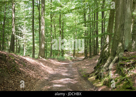 Sentier près de Altkünkendorf Grumsin dans le Buchenwald, UNESCO World Heritage forest, Barnim, Brandenburg, Allemagne Banque D'Images