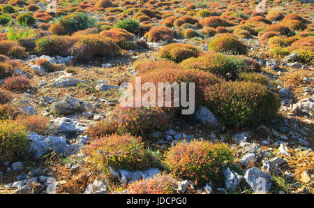 La végétation de garrigue méditerranéenne, Marfa péninsule, Malte Banque D'Images