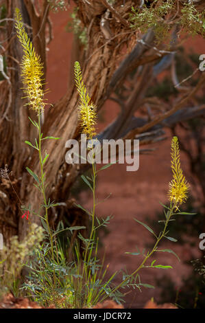 Prince's Plume (Stanleya pinnata), une route commune du sud de l'Utah de fleurs sauvages Banque D'Images