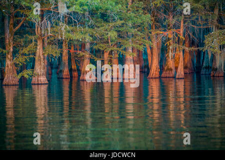 La lumière dorée du coucher de soleil dans un marais de cyprès en Louisiane Banque D'Images