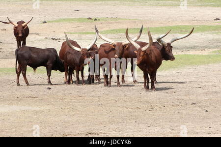 L'Afrique de pâturage des bovins Watusi (Bos taurus africanus), alias Ankole-Watusi longhorns ou Sanga les bovins. Banque D'Images