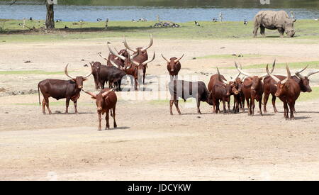 Bovins Watusi africains (Bos taurus africanus), alias Ankole-Watusi longhorns ou bétail Sanga, rhino dans l'arrière-plan. Banque D'Images