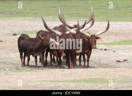 L'Afrique de pâturage des bovins Watusi (Bos taurus africanus), alias Ankole-Watusi longhorns ou Sanga les bovins. Banque D'Images