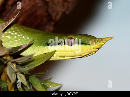 Rhinocéros vietnamiens ou Couleuvre obscure Couleuvre de rapides (Gonyosoma Rhynchophis boulengeri boulengeri,). Banque D'Images