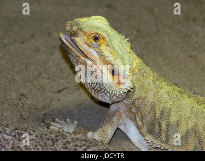 Le Centre australien mâle Pogona vitticeps (dragon barbu). Banque D'Images