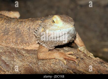 Le Centre australien mâle Pogona vitticeps (dragon barbu). Banque D'Images