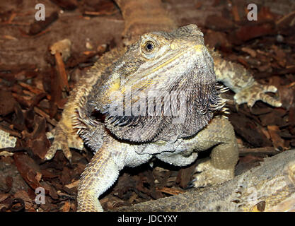 Le Centre australien mâle Pogona vitticeps (dragon barbu). Banque D'Images