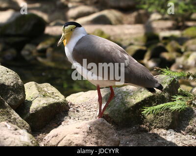 Australasian Masked sociable (Vanellus miles). Banque D'Images