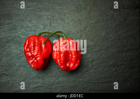 Un Carolina Reaper (Capsicum chinense), confirmé par le Guinness World of Records comme étant le piment le plus chaud au monde (2013) sur fond d'ardoise. Banque D'Images