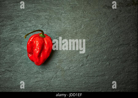 Un Carolina Reaper (Capsicum chinense), confirmé par le Guinness World of Records comme étant le piment le plus chaud au monde (2013) sur fond d'ardoise. Banque D'Images