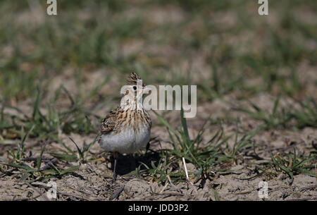 skylark eurasien, Alauda arvensis assis sur le terrain Banque D'Images