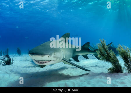 Le requin souriant pour l'appareil photo Banque D'Images