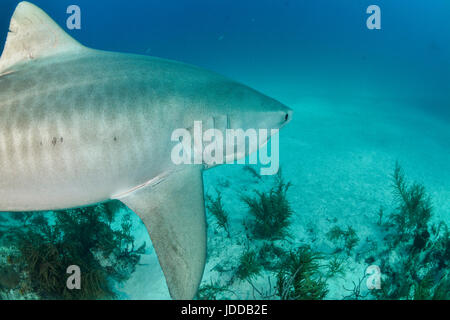 Requin tigre en gros plan Plage du Tigre, Bahamas Banque D'Images