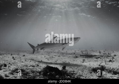 Requin tigre en noir et blanc avec la lumière du soleil Banque D'Images