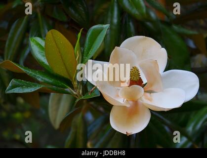 Le sud de Magnolia (Magnolia grandiflora) fleur en pleine floraison prises avec des feuilles vert foncé feuillage peu après douche pluie, Atlanta, Géorgie Banque D'Images