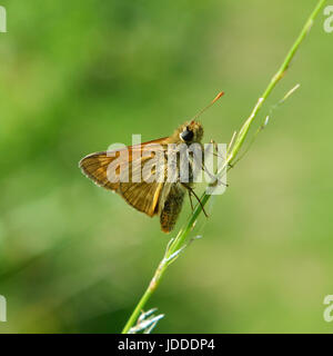 Colley Hill, Surrey, UK. 19 Jun, 2017. Météo France : papillons sur Colley Hill, Surrey. Un Ochlodes sylvanus Grand Skipper Butterfly repose sur un brin d'herbe dans un pré sur les pentes de la colline Nord Downs au Colley, Surrey. Lundi 19 juin 2017. L'agent de crédit : Lindsay/Alamy Live News Banque D'Images