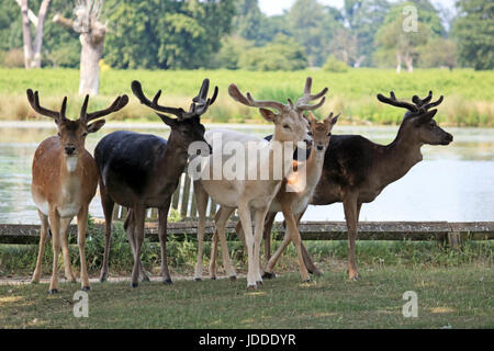 Bushy Park, Teddington, Londres. 19 juin 2017. Un groupe de chevreuils se réunissent à l'ombre d'un arbre Bushy Park, Teddington sur une autre journée très chaude dans le sud ouest de Londres. Credit : Julia Gavin UK/Alamy Live News Banque D'Images