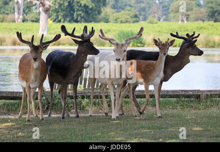 Bushy Park, Teddington, Londres. 19 juin 2017. Un groupe de chevreuils se réunissent à l'ombre d'un arbre Bushy Park, Teddington sur une autre journée très chaude dans le sud ouest de Londres. Credit : Julia Gavin UK/Alamy Live News Banque D'Images
