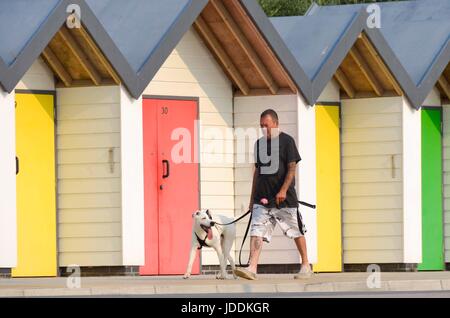 Swanage, Dorset, UK. 20 juin 2017. Météo britannique. Un chien walker se promener le long de la mer à la station balnéaire de Swanage dans le Dorset sur un matin de soleil voilé chaud. Crédit photo : Graham Hunt/Alamy Live News Banque D'Images