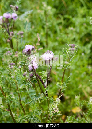 Quelques têtes de fleurs de chardon rose et bourgeonnant en fleurs Banque D'Images