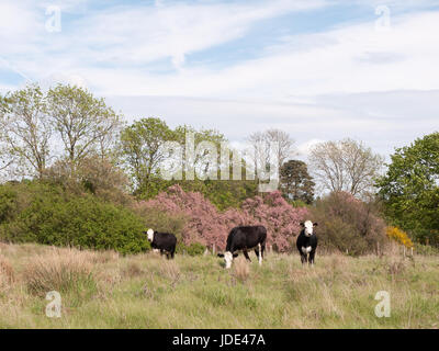Trois vaches en noir et blanc à l'extérieur dans un champ et manger sur l'herbe de pâturage des vaches laitières de terres agricoles dans l'Essex, Angleterre uk pays prairie animal paisible Banque D'Images