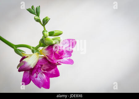 Lilly péruviens roses (Alstroemeria) isolé sur fond texturé subtil with copy space Banque D'Images