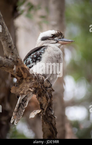 Close-up d'kooraburra perché sur une branche d'arbre, Fraser Island, Australie Banque D'Images