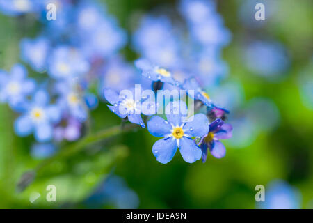 Forget-me-nots dans le jardin au printemps. Banque D'Images