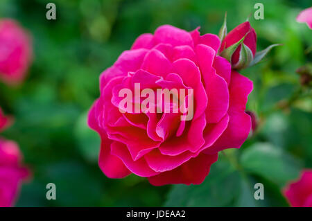 Hardy rugosa rosier arbustif de la collection Explorer 'Champlain' dans un jardin de l'Amérique du Nord. Banque D'Images