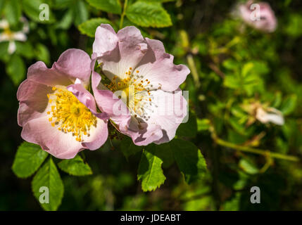 Gros plan de rose et jaune de chien sauvage, Rosa canina, fleurs en été, Royaume-Uni Banque D'Images