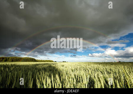 Double arc-en-ciel au-dessus du champ de blé après la pluie Banque D'Images