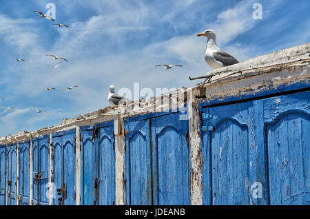 Blaue Reihe von Holztueren Fischereiutensilien Huetten mit im Hafen von Essaouira, l'Unesco Weltkulturerbe, Marokko, Afrika |portes en bleu en bois verrouillé Banque D'Images