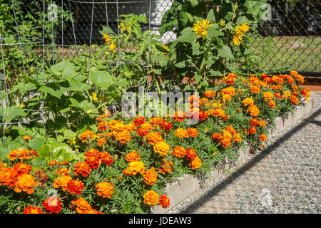 Des soucis et des tournesols de plus en Issaquah, Washington, USA Banque D'Images