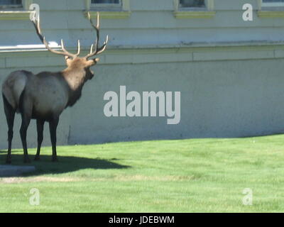 Bull Elk Mammoth Springs Banque D'Images