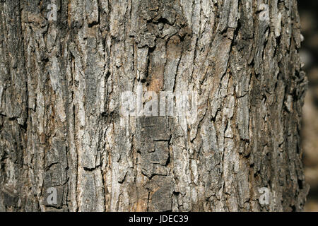 Arizona White Oak Quercus arizonica Santa Rita Mountains, Arizona, United States Écorce Fagaceae Banque D'Images