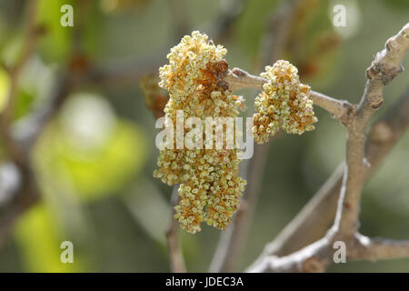 Arizona White Oak Quercus arizonica Santa Rita Mountains, Arizona, United States Fleurs Fagaceae Banque D'Images