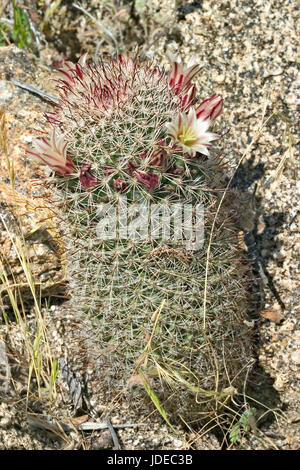 Californie Fishook Mammilaria dioica Plum Canyon, Anza-Borrego Desert State Park, San Diego County, Californie, USA 5 avril Cactacea Banque D'Images