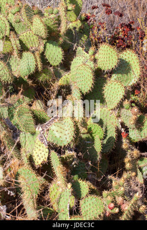 Le figuier de Barbarie Opuntia côtières littoralis Cabrillo National Monument, San Diego, California, United States Septembre Cactaceae Banque D'Images