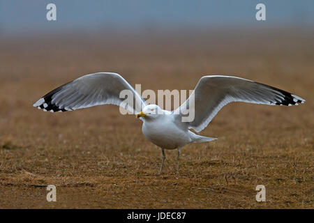 Caspian gull landing Banque D'Images