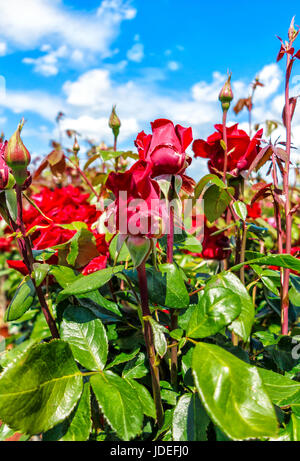 Tall roses noble rouge-violet avec des bourgeons dans un jardin de roses Banque D'Images