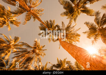 De beaux palmiers sur le beau paysage de fond. Palmiers Vintage Vintage clair ciels d'été. Plage de palmiers tropicaux dans zen relaxation Banque D'Images