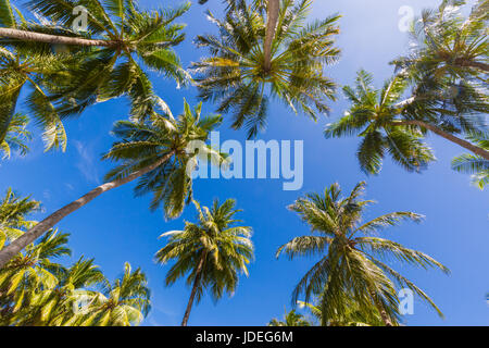 De beaux palmiers sur le beau paysage de fond. Palmiers Vintage Vintage clair ciels d'été. Plage de palmiers tropicaux dans zen relaxation Banque D'Images