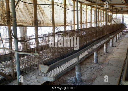 Coop de batterie vide. La pratique de l'aviculture de la batterie d'élevage intensif des poulets implique dans un espace clos afin de maximiser les profits. La fe Banque D'Images