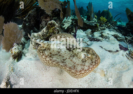 Stingray jaune, Urobatis jamaicensis, Turneffe Atoll, des Caraïbes, le Belize Banque D'Images