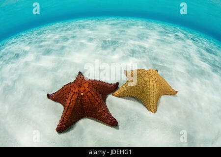 Coussin Rouge étoile de mer dans le lagon, Oreaster reticulatus, Turneffe Atoll, des Caraïbes, le Belize Banque D'Images