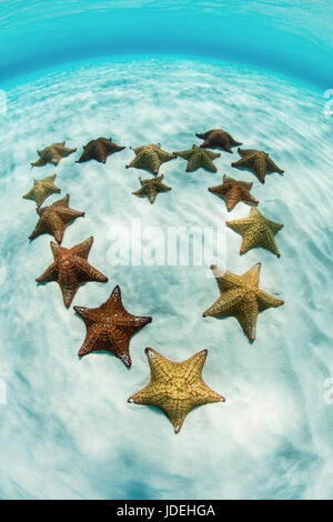 Coussin Rouge étoile de mer dans le lagon, Oreaster reticulatus, Turneffe Atoll, des Caraïbes, le Belize Banque D'Images