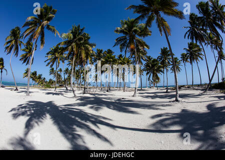 Plage de sable à Belize, Turneffe Atoll, des Caraïbes, le Belize Banque D'Images